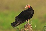 Lesser Yellow-headed Vulture